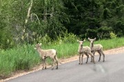 We found the baby big horn sheep