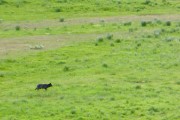 Wolf in Lamar Valley