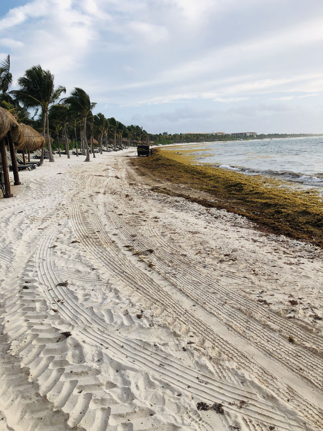 Beach Seaweed