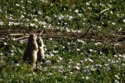 ground squirrels in badlands...