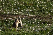 ground squirrels in badlands...