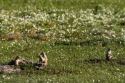 ground squirrels in badlands...