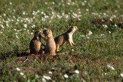 ground squirrels in badlands...