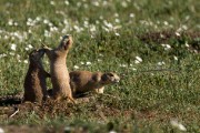 ground squirrels in badlands...