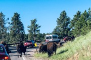 Wildlife Loop - buffalo jam