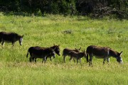 Wildlife Loop - Donkey