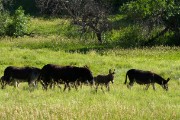 Wildlife Loop - Donkey