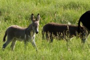 Wildlife Loop - Donkey