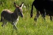 Wildlife Loop - Donkey