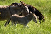 Wildlife Loop - Donkey