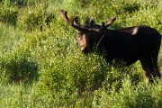 moose in the meadow...