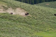 buffalo in a Hayden Valley meadow