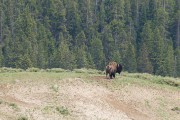 buffalo in a Hayden Valley meadow