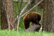 Grizzly Mother and her two cubs...