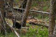 Grizzly Mother and her two cubs...