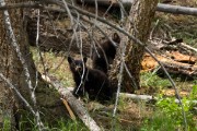 Grizzly Mother and her two cubs...