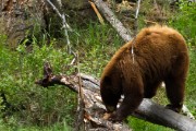 Grizzly Mother and her two cubs...