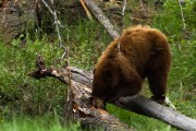 Grizzly Mother and her two cubs...