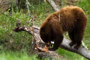 Grizzly Mother and her two cubs...