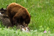 Grizzly Mother and her two cubs...