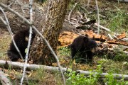 Grizzly Mother and her two cubs...