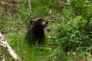 Grizzly Mother and her two cubs...