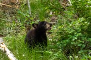 Grizzly Mother and her two cubs...