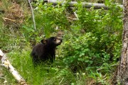 Grizzly Mother and her two cubs...