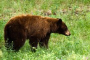 Grizzly Mother and her two cubs...