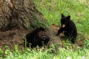 Grizzly Mother and her two cubs...