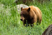 Grizzly Mother and her two cubs...