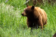 Grizzly Mother and her two cubs...