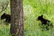 Grizzly Mother and her two cubs...