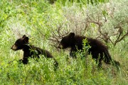 Grizzly Mother and her two cubs...