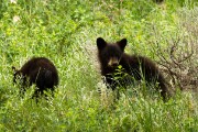 Grizzly Mother and her two cubs...