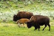 buffalo herd in Lamar Valley