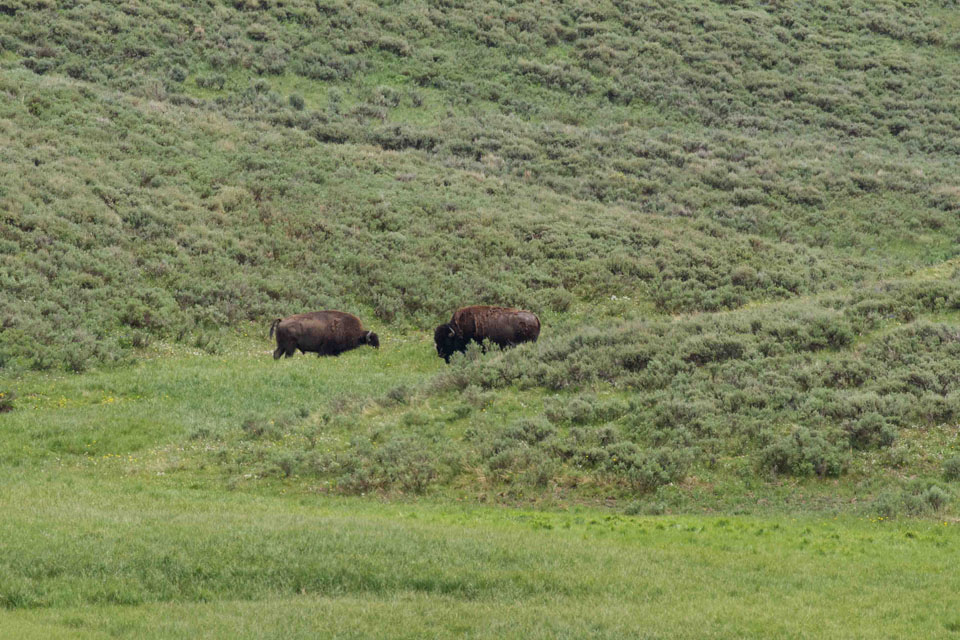 Buffalo