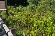 Cobra plants - carnivorous and native to the Siskiyou mountains