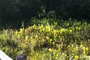 Cobra plants - carnivorous and native to the Siskiyou mountains