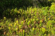 Cobra plants - carnivorous and native to the Siskiyou mountains