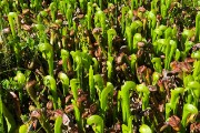 Cobra plants - carnivorous and native to the Siskiyou mountains