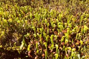 Cobra plants - carnivorous and native to the Siskiyou mountains