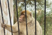 Barbary apes, also known as tailless monkeys