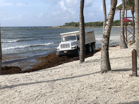 Seaweed Removal