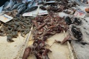 Fish Market