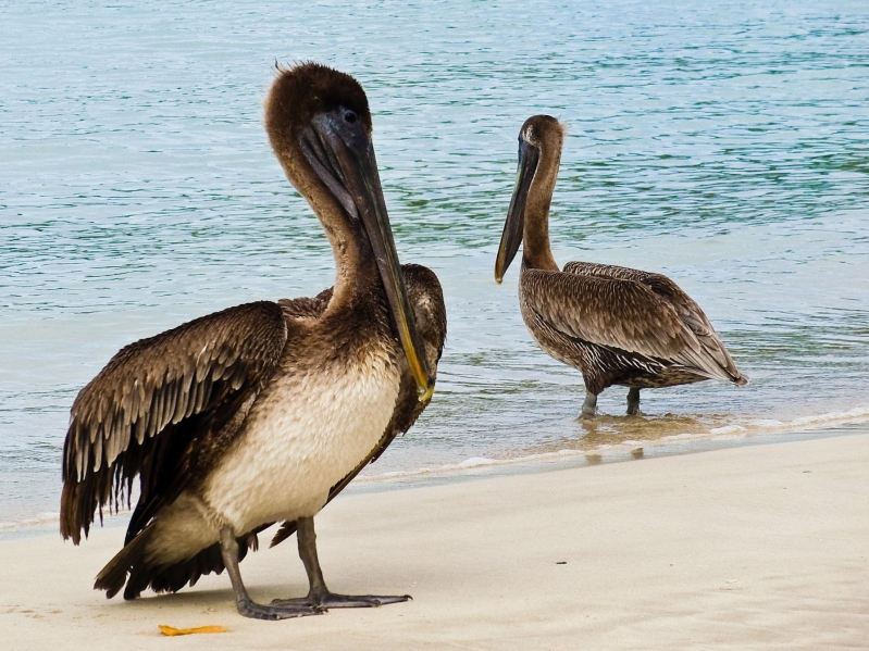 PC060021-6.jpg - Pelicans on St Thomas at Megan's Beach