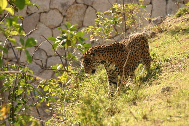 IMG_5415.JPG - Spotted Jag at Xcaret theme park (next door to resort)