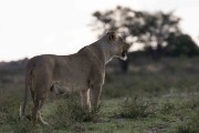 One female lion doesn't go to drink but instead goes over the back of the nearby hill
