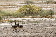 More ostrich chicks