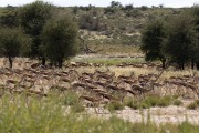A large herd of Springbok on the way to Grootkolk Camp